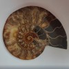 Pietra commemorativa ammonite 15,5 × 12,5 cm, peso 384 g